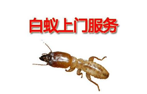 滅白蟻