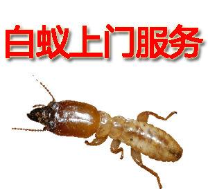 滅白蟻