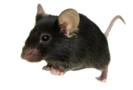 滅老鼠